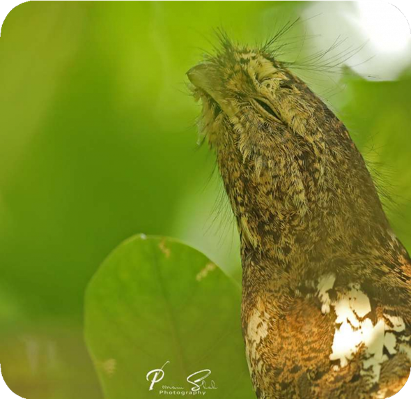 Hodgson's Frogmouth